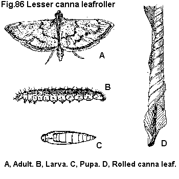 Figure 86. Lesser canna leafroller. A. Adult. B. Larva. C. Pupa.