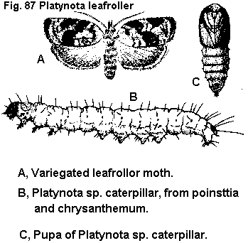 Figure 87. Platynota leafroller. A. Variegated leafroller moth.