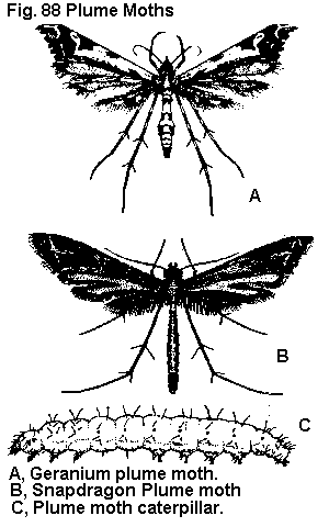 BIOLOGY Distribution - Geranium plume moths and snapdragon plume