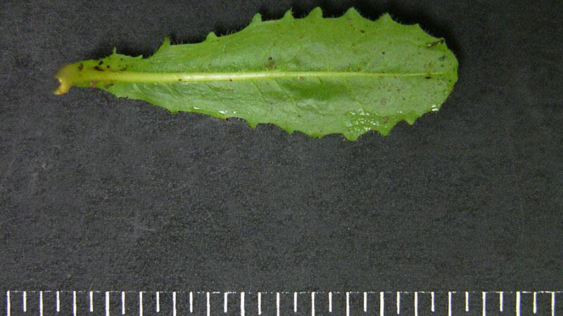 Cat's ear dandelion leaf margin.