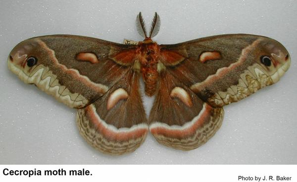 Cecropia moths have up to a six inch wingspan.