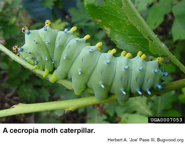 A cecropia moth caterpillar