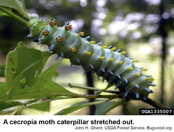 cecropia moth caterpillar stretched