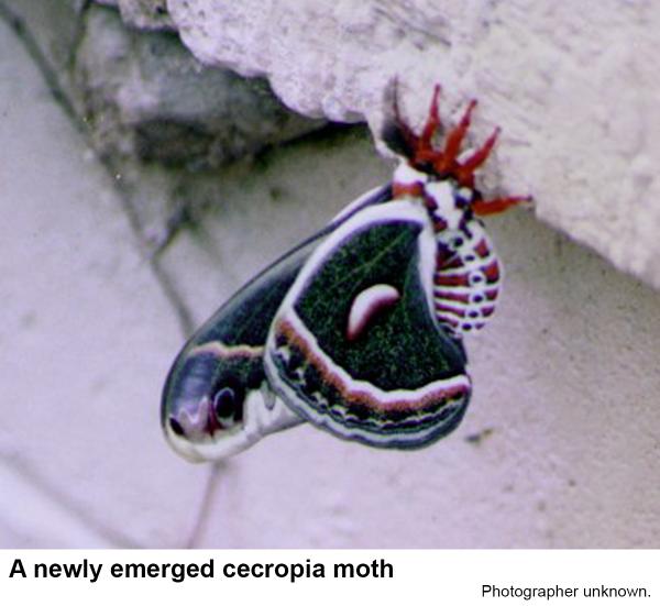A newly emerged cecropia moth.