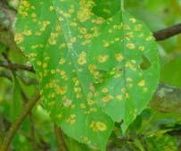 Leaf with yellow spots
