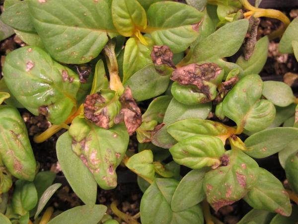 Celosia seedling leaves with damaged areas