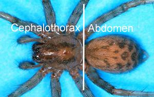 Spider photo identifying cephalothorax and abdomen sections