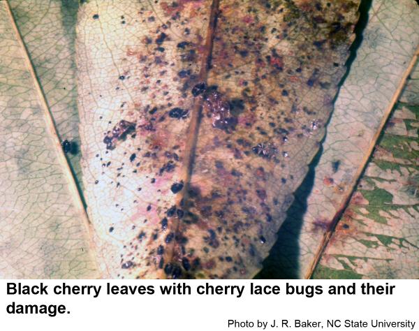 Cherry lace bugs leave abundant spots of excrement