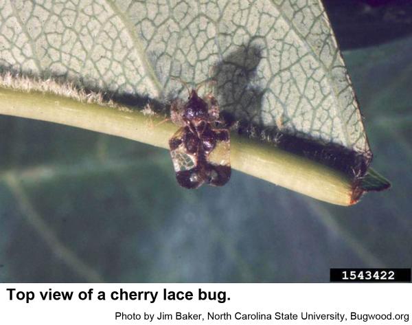 Cherry lace bugs often infest black cher