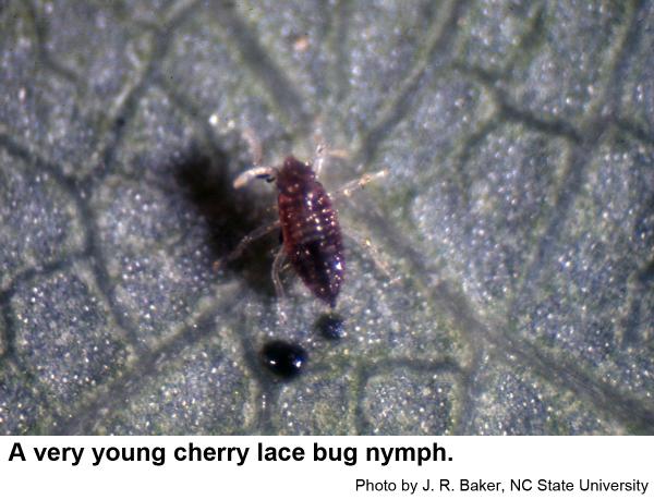 Young cherry lace bug nymph