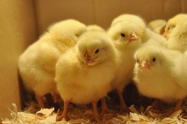 Chicks.