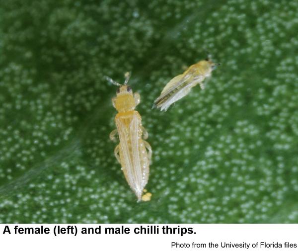 Male chilli thrips