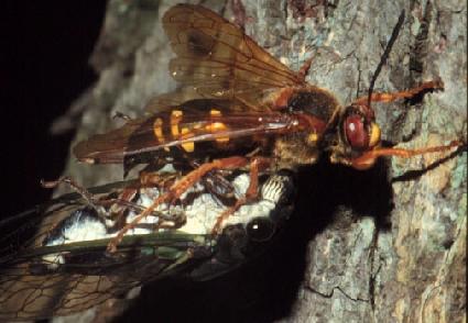 Female cicada killer wasp with cicada prey.