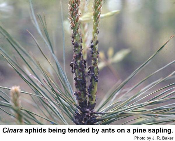 Cinara aphids being tended by ants on a pine sapling.