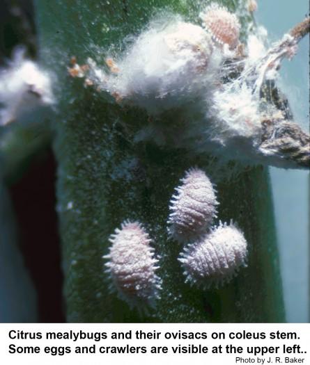 Citrus mealybugs can seriously damage the appearance of ornament