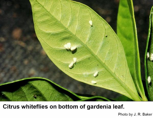 Citrus whieflies are found on the lower leaf surfaces of gardeni