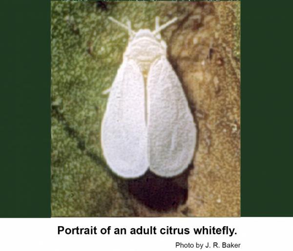 Citrus whiteflies are almost totally white.