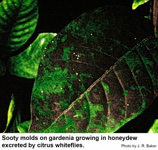 Sooty molds grow in honeydew excreted by citrus whiteflies.