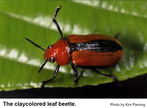 Claycolored leaf beetles