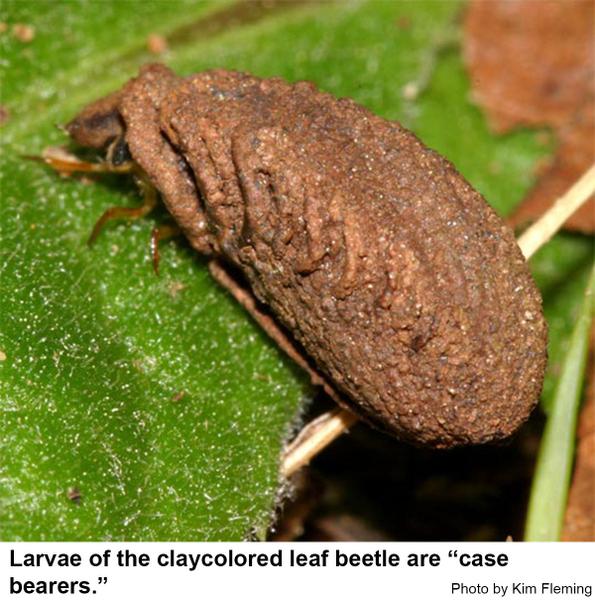 Claycolored leaf beetle larvae