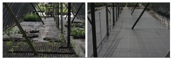 Side-by-side photos of propagation area before and after clearing debris from ground cloth
