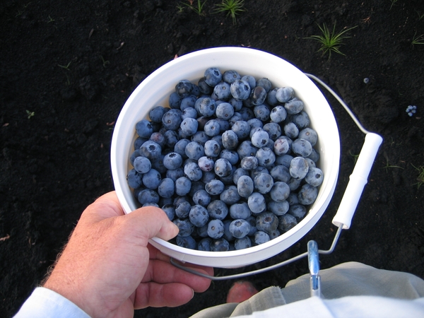 blueberry bucket belt