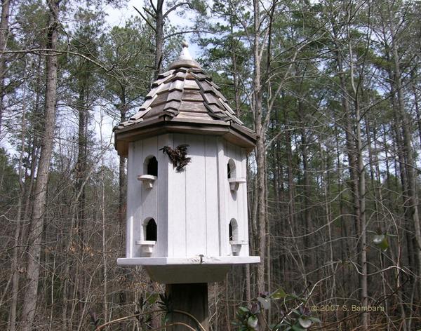 Figure 2. Paper wasps on birdhouse.
