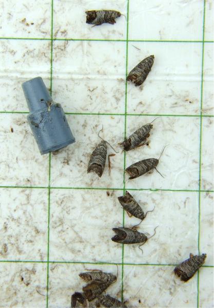 Codling moths in pheromone trap