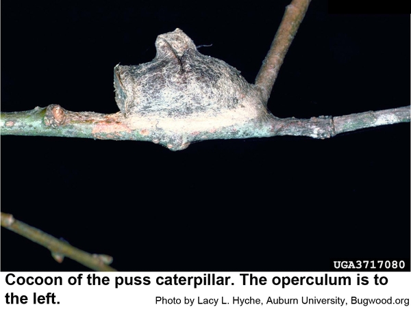 Puss caterpillar with operculum to the left