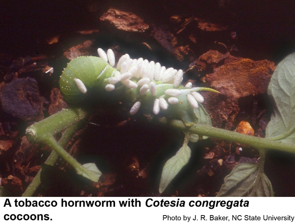 tobacco hornworm