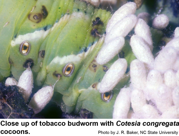 Overwintering cocoons