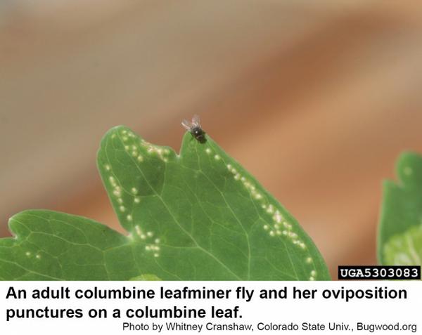 Columbine leafminer flies are about the size of an eye gnat.