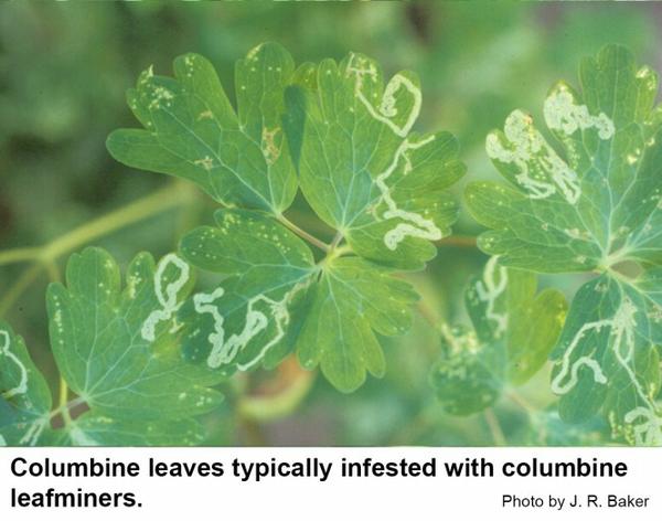 Columbine leaves typically infested with columbine leafminers
