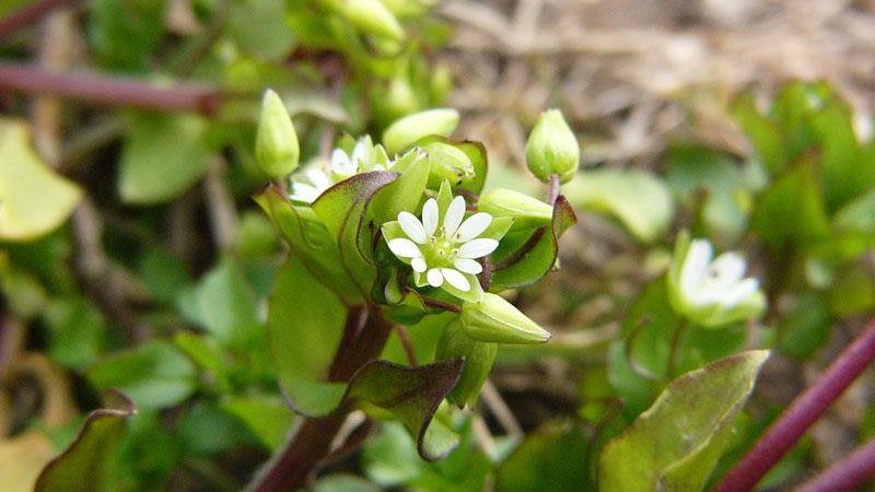 Common chickweed flower color.