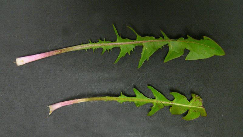 Common dandelion leaf venation.