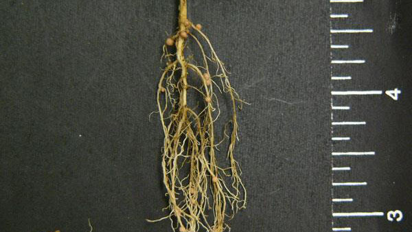 Common lespedeza root type.