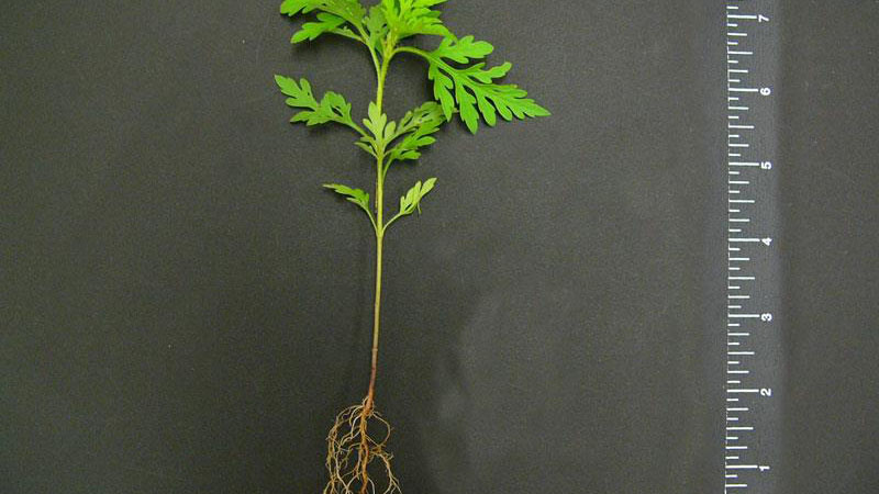Common ragweed growth habit.
