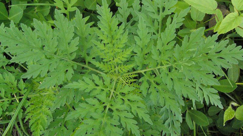 Common ragweed leaf arrangement.
