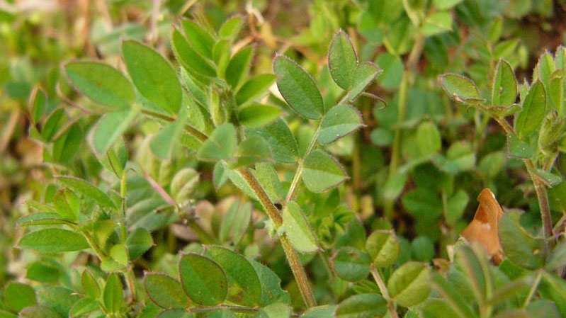 Common vetch leaf arrangement.