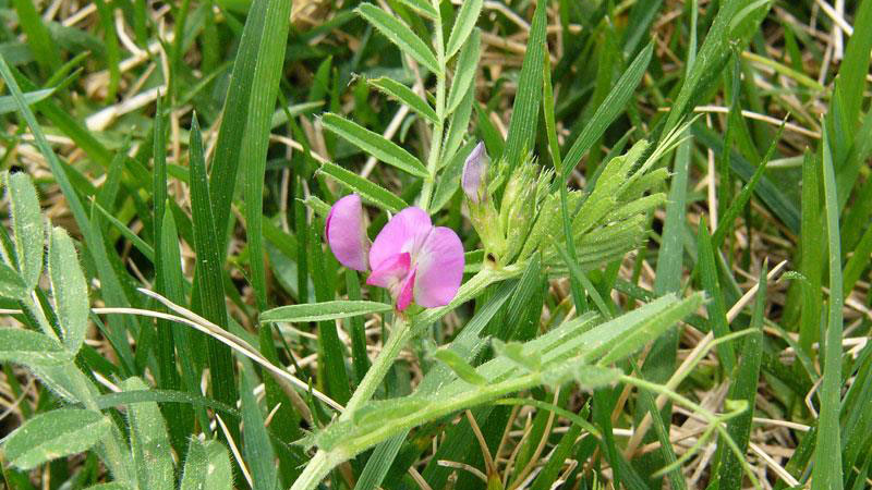 Common vetch flower color.