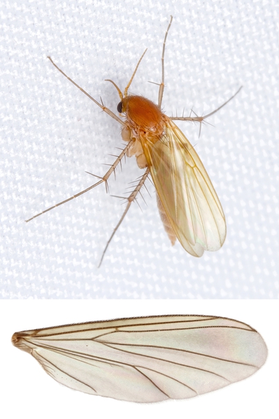 tan adult common fungus gnat above a pic of its wing