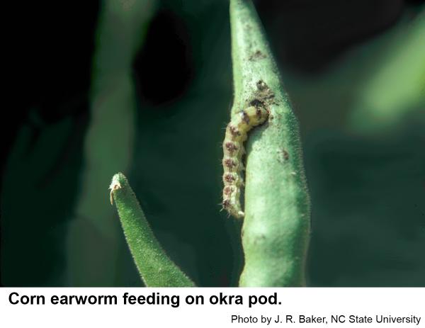 Corn Earworm on Ornamentals | NC State Extension Publications