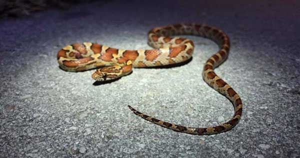 Glossy light brown snake with reddish-brown markings lined with black.