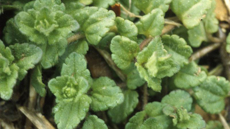 Thumbnail image for Corn Speedwell