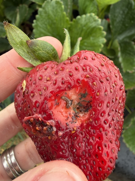 a detached strawberry fruit held showing a hole caised by the feeding of a corn earworm catterpillar