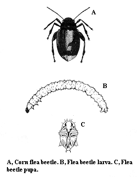 Corn flea beetle. A. Adult. B. Larva. C. Pupa.