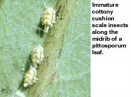 Figure 1. Immature cottony cushion scale insects.