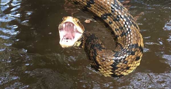 Brown snake with a heavy body, rough scales, and black crossbands rearing up with its mouth open