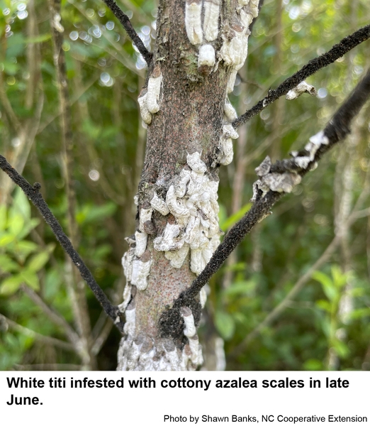 ovisacs of cottony azalea scales