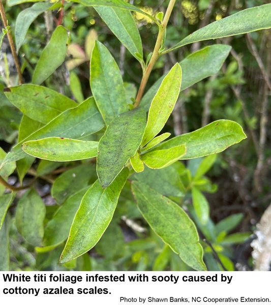 White titi foliage infested with sooty caused by cottony azalea scales